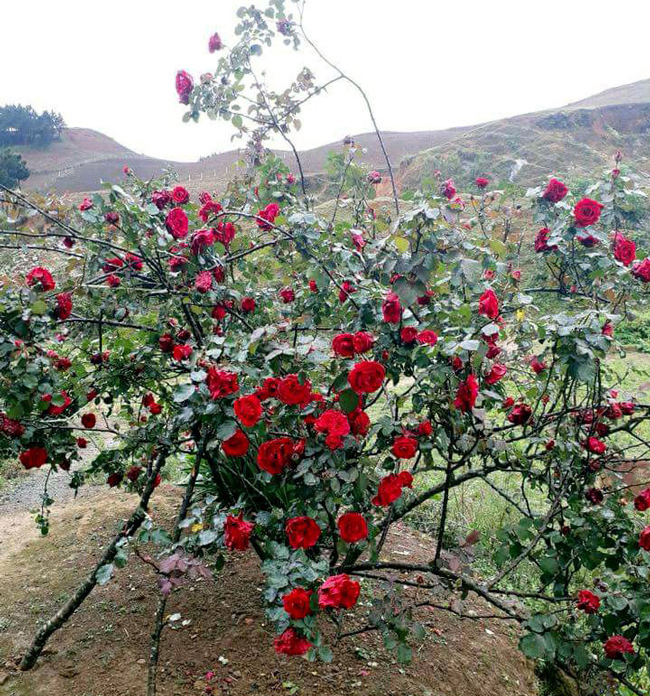 Những gốc hoa hồng cổ siêu đắt đỏ của đại gia Việt-2