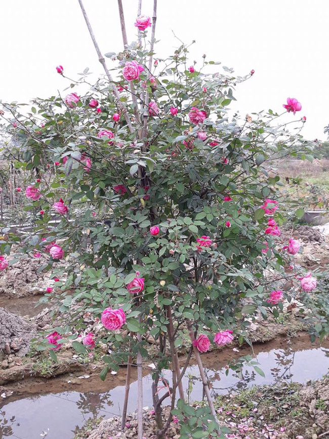 Những gốc hoa hồng cổ siêu đắt đỏ của đại gia Việt-5