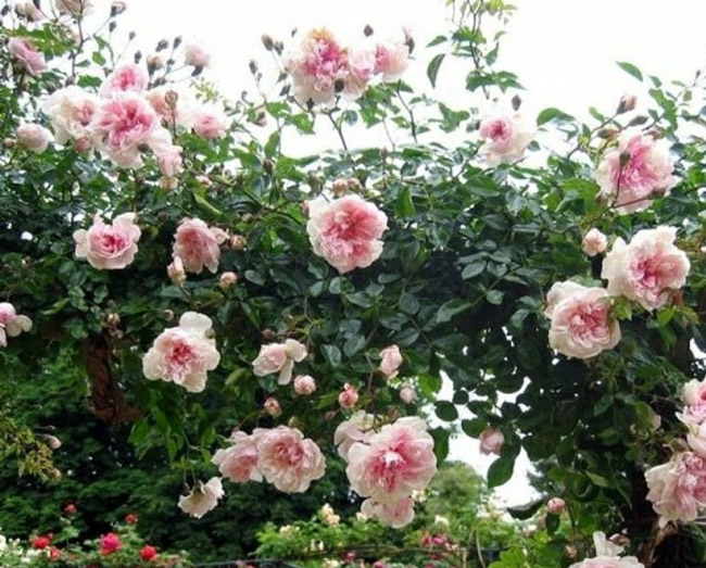 Những gốc hoa hồng cổ siêu đắt đỏ của đại gia Việt-6