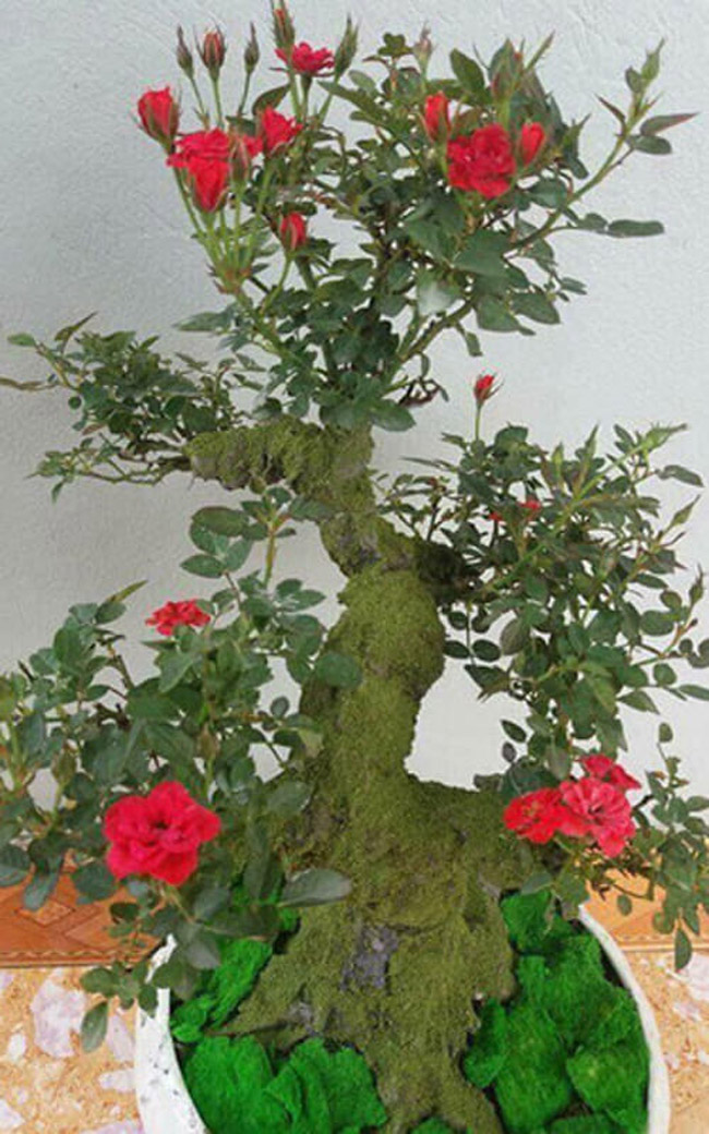 Những gốc hoa hồng cổ siêu đắt đỏ của đại gia Việt-9
