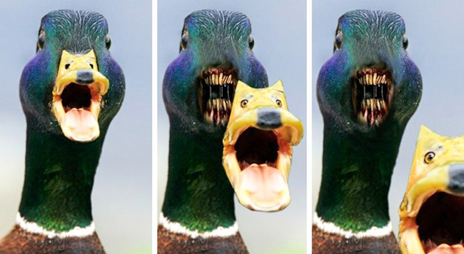 Lên mạng nhờ chỉnh ảnh... và cái kết tê tái-3