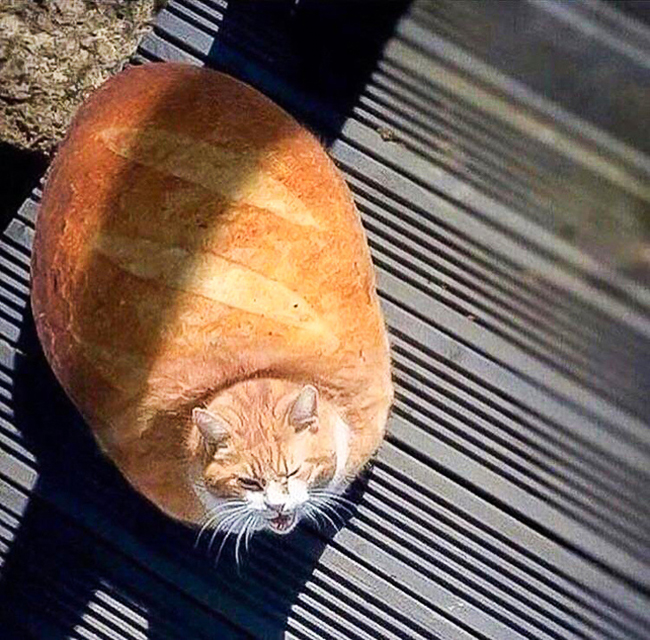 Lên mạng nhờ chỉnh ảnh... và cái kết tê tái-10