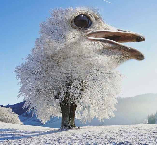 Lên mạng nhờ chỉnh ảnh... và cái kết tê tái-13