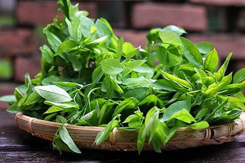 Đầu tuần 50kg, cuối tuần 45kg nhờ ăn rau ngót theo cách này-1