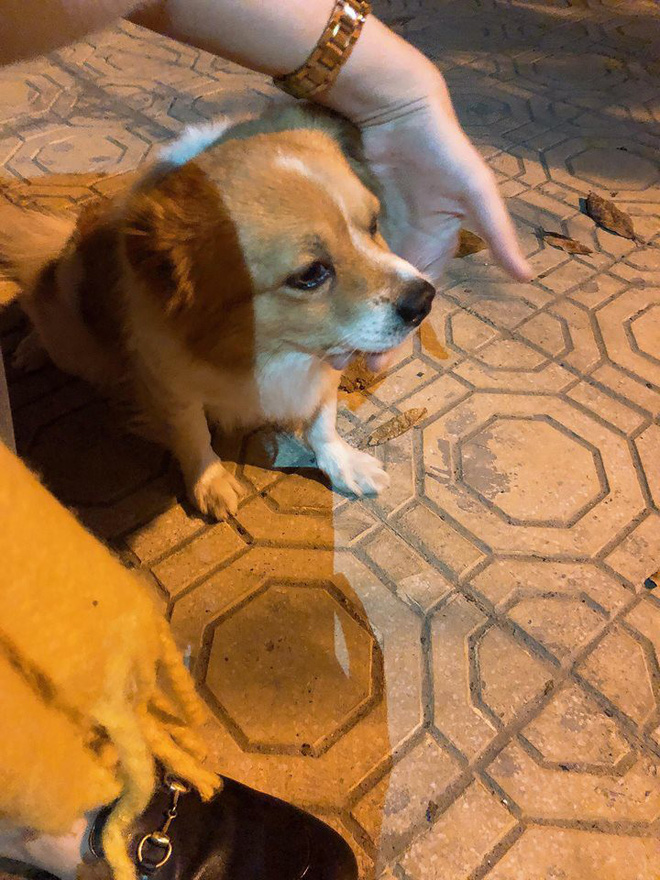 Đứng chờ hàng tiếng đồng hồ tìm chủ chó lạc ở Hồ Tây, cô gái xinh đẹp bị tố làm màu-9