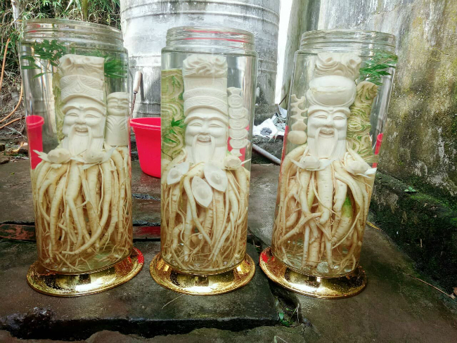 Lấy nhân sâm của người nghèo khắc tượng, ngâm rượu rồi bán giá cả chục triệu đồng-18