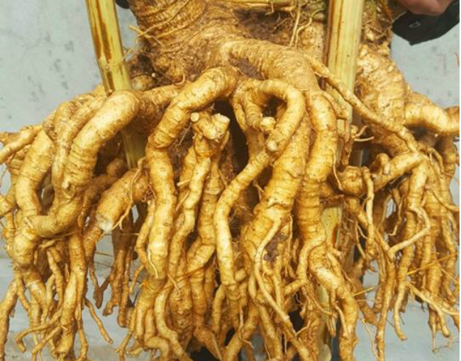 Lấy nhân sâm của người nghèo khắc tượng, ngâm rượu rồi bán giá cả chục triệu đồng-3