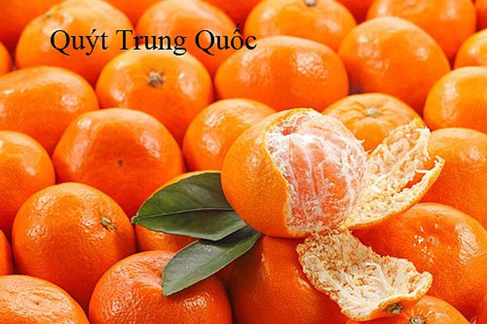 Lộ rõ bí mật mà những người bán loại quýt nhỏ siêu ngọt giấu kín như bưng khiến ai cũng giật mình-3