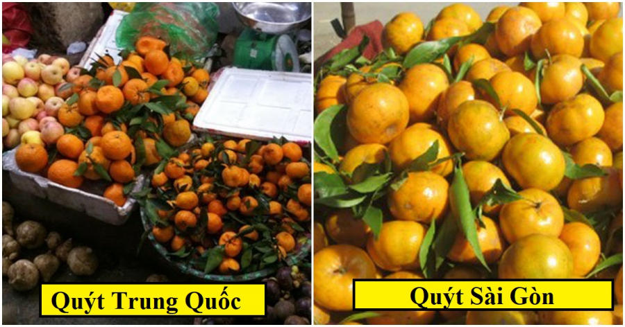 Lộ rõ bí mật mà những người bán loại quýt nhỏ siêu ngọt giấu kín như bưng khiến ai cũng giật mình-2