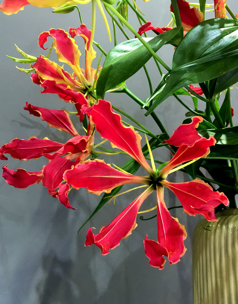 Loài hoa đỏ rực lửa từ Nhật đốt túi tiền khách dịp Tết-1