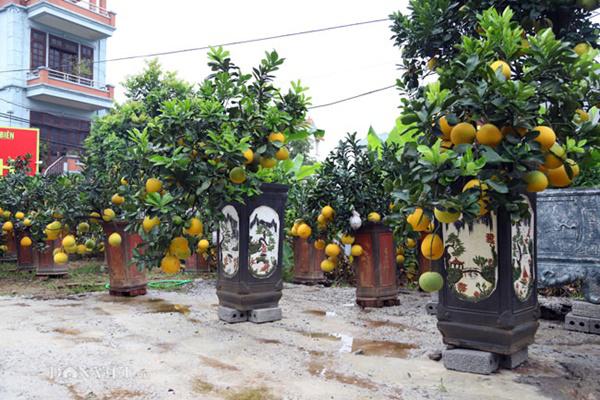 Đã mắt ngắm bưởi cảnh mini trĩu trịt quả đổ bộ Hà Nội-1