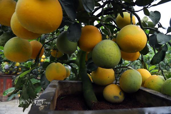 Đã mắt ngắm bưởi cảnh mini trĩu trịt quả đổ bộ Hà Nội-9