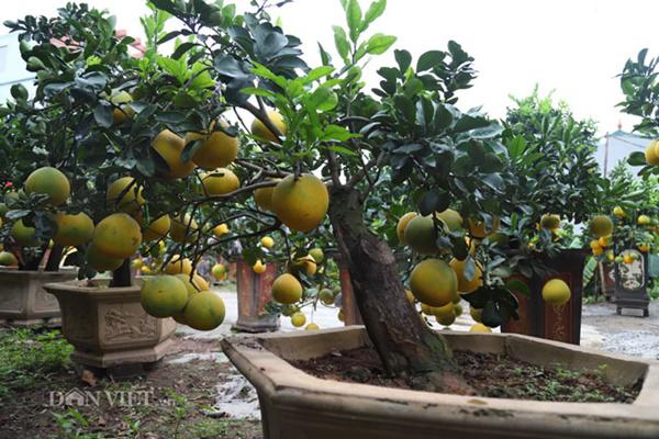 Đã mắt ngắm bưởi cảnh mini trĩu trịt quả đổ bộ Hà Nội-10