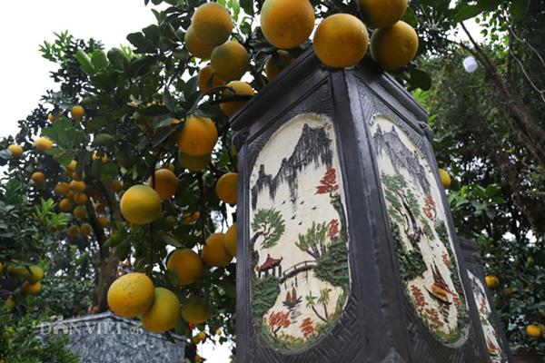 Đã mắt ngắm bưởi cảnh mini trĩu trịt quả đổ bộ Hà Nội-2