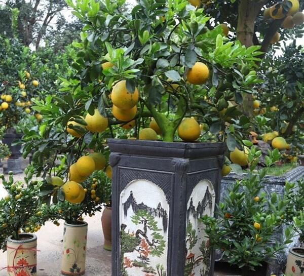 Đã mắt ngắm bưởi cảnh mini trĩu trịt quả đổ bộ Hà Nội-3