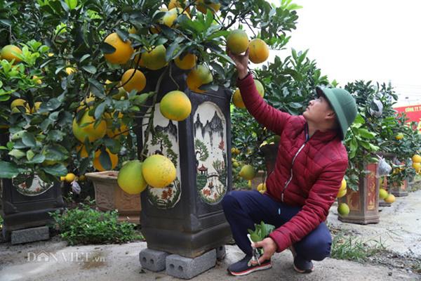Đã mắt ngắm bưởi cảnh mini trĩu trịt quả đổ bộ Hà Nội-4