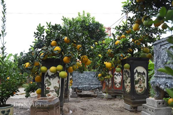 Đã mắt ngắm bưởi cảnh mini trĩu trịt quả đổ bộ Hà Nội-6