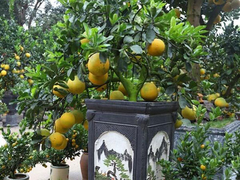 Lợn đất giá...trăm triệu cháy hàng dịp Tết Kỷ Hợi 2019-14