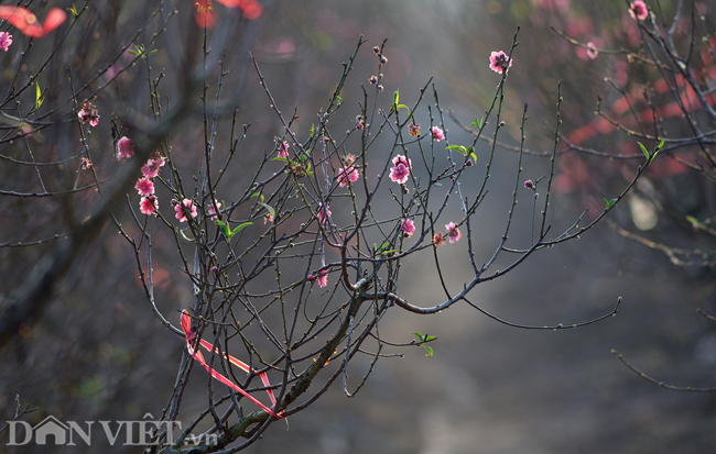 ẢNH: Đào nở sớm những ngày đầu năm mới ở làng hoa Nhật Tân-1