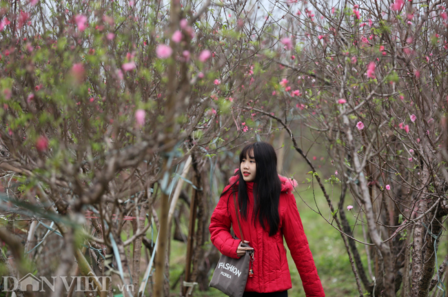 ẢNH: Đào nở sớm những ngày đầu năm mới ở làng hoa Nhật Tân-2