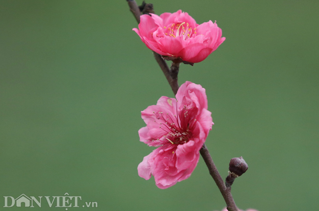 ẢNH: Đào nở sớm những ngày đầu năm mới ở làng hoa Nhật Tân-3