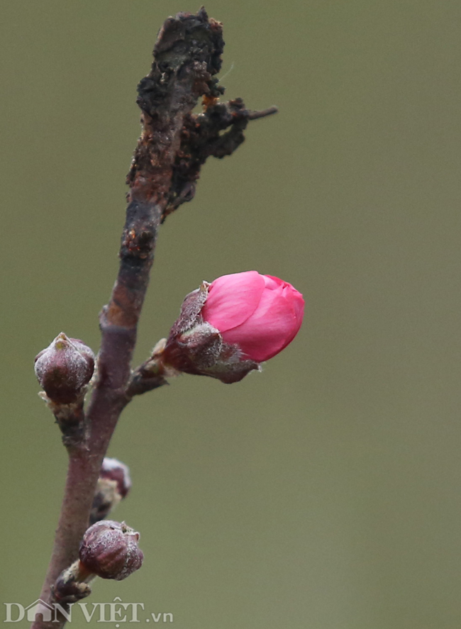 ẢNH: Đào nở sớm những ngày đầu năm mới ở làng hoa Nhật Tân-11