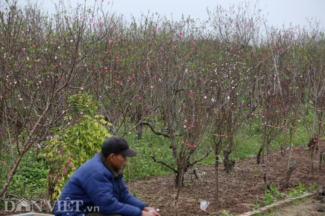 ẢNH: Đào nở sớm những ngày đầu năm mới ở làng hoa Nhật Tân-5