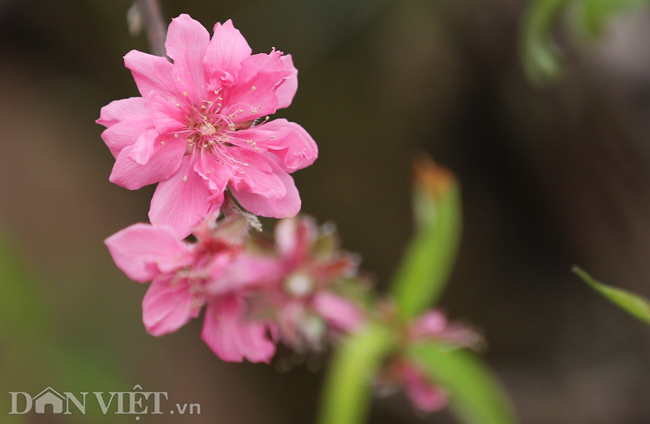 ẢNH: Đào nở sớm những ngày đầu năm mới ở làng hoa Nhật Tân-6