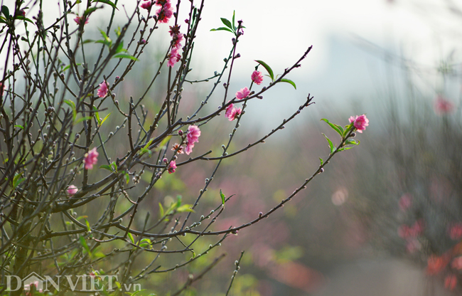 ẢNH: Đào nở sớm những ngày đầu năm mới ở làng hoa Nhật Tân-7