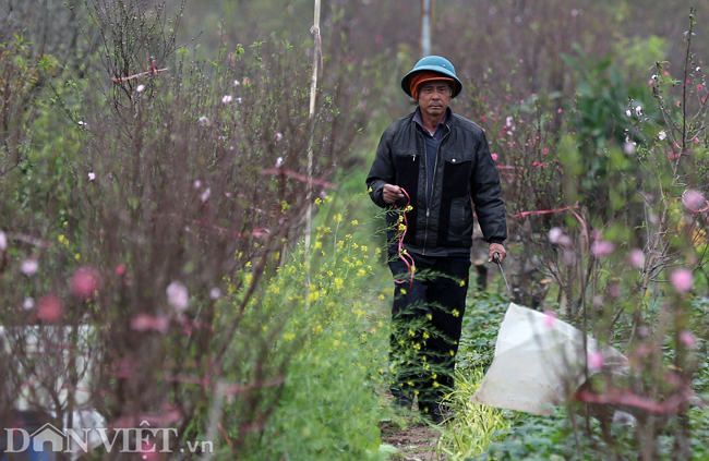ẢNH: Đào nở sớm những ngày đầu năm mới ở làng hoa Nhật Tân-8