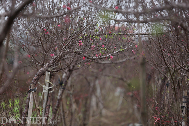 ẢNH: Đào nở sớm những ngày đầu năm mới ở làng hoa Nhật Tân-9