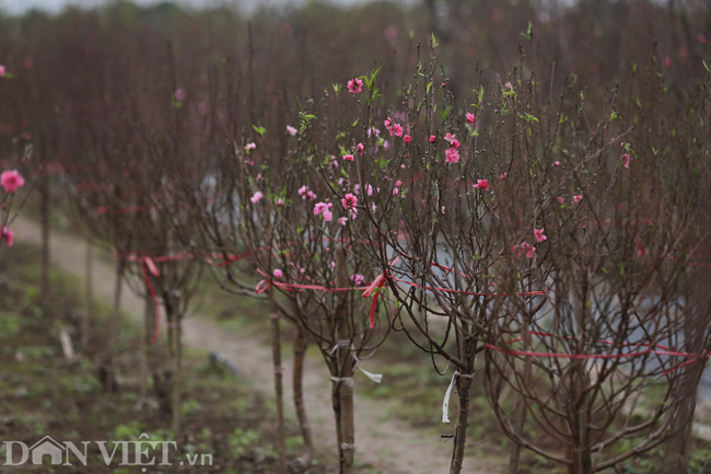 ẢNH: Đào nở sớm những ngày đầu năm mới ở làng hoa Nhật Tân-12