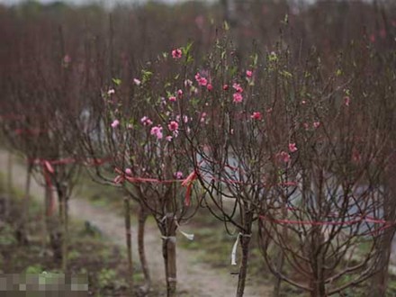 ẢNH: Đào nở sớm những ngày đầu năm mới ở làng hoa Nhật Tân
