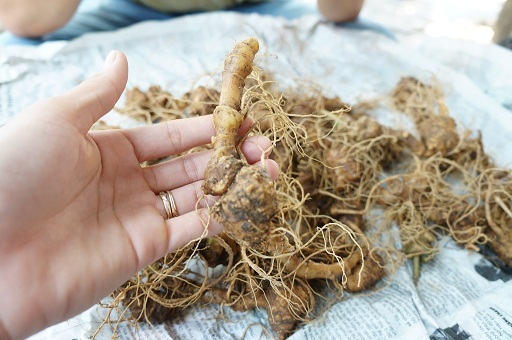 Quảng Nam: Sốc với giá của sâm Ngọc Linh được đẩy lên 150 triệu/kg-2