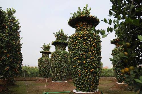 Vườn quýt lục bình khổng lồ ở Hưng Yên giá 50 triệu đồng/cặp-2