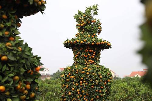 Vườn quýt lục bình khổng lồ ở Hưng Yên giá 50 triệu đồng/cặp-3