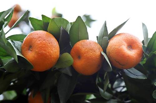 Vườn quýt lục bình khổng lồ ở Hưng Yên giá 50 triệu đồng/cặp-6