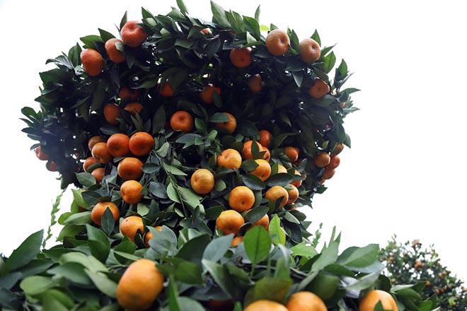 Vườn quýt lục bình khổng lồ ở Hưng Yên giá 50 triệu đồng/cặp-8