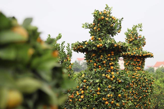 Vườn quýt lục bình khổng lồ ở Hưng Yên giá 50 triệu đồng/cặp-9