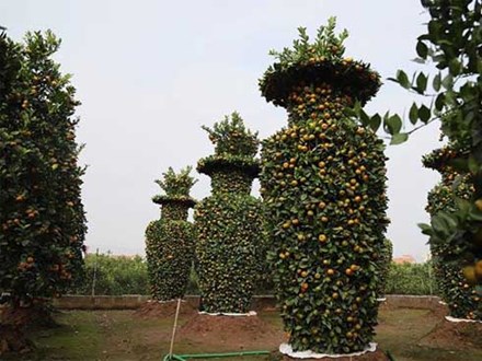 Vườn quýt lục bình khổng lồ ở Hưng Yên giá 50 triệu đồng/cặp