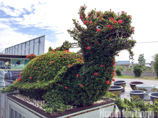 Biến cây trồng bờ rào thành kiểng long quy giá 400 triệu đồng/cặp-5