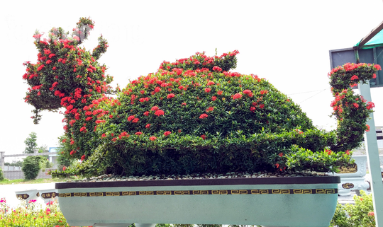 Biến cây trồng bờ rào thành kiểng long quy giá 400 triệu đồng/cặp-6