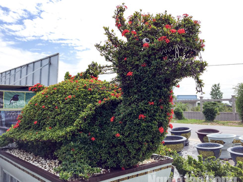 Ảnh: Đu đủ bonsai lên chậu chơi Tết, giá bán cả chục triệu đồng-7