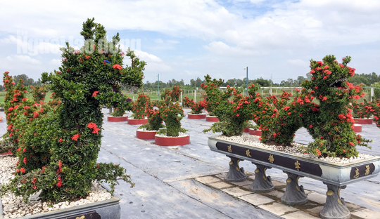 Biến cây trồng bờ rào thành kiểng long quy giá 400 triệu đồng/cặp-1