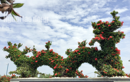 Biến cây trồng bờ rào thành kiểng long quy giá 400 triệu đồng/cặp-2