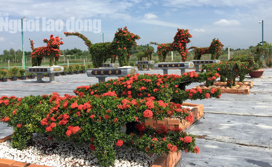 Biến cây trồng bờ rào thành kiểng long quy giá 400 triệu đồng/cặp-8