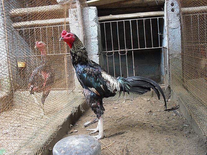 Bí mật kỳ thú về gà chọi: Uống nhân sâm, ăn thịt bò-2