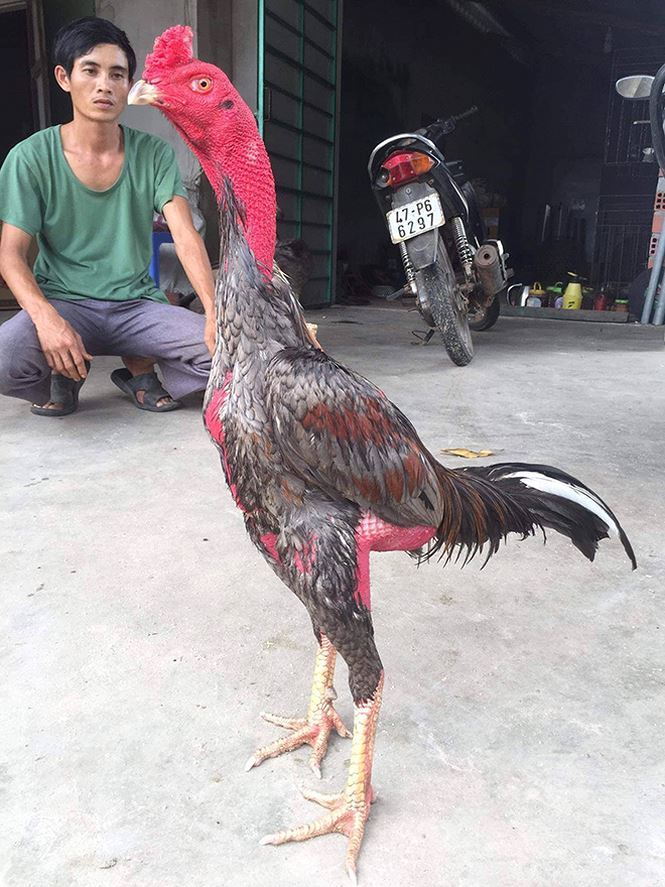 Bí mật kỳ thú về gà chọi: Uống nhân sâm, ăn thịt bò-3