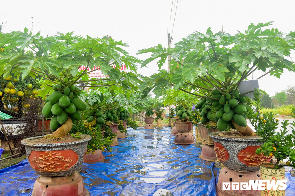 Ảnh: Đu đủ bonsai lên chậu chơi Tết, giá bán cả chục triệu đồng-1