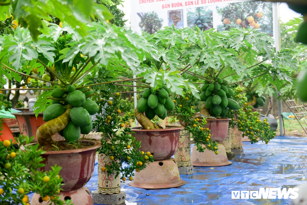 Ảnh: Đu đủ bonsai lên chậu chơi Tết, giá bán cả chục triệu đồng-2